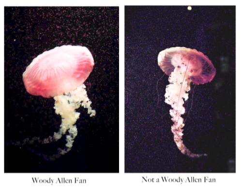 Picky Jellyfish #1