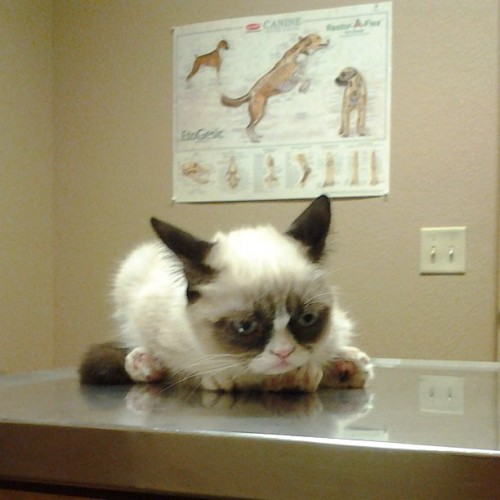 tardthegrumpycat:
“ Grumpy Cat waiting on the vet yesterday. (Taken with Instagram)
”
Awwwww, bless!!! LOL.