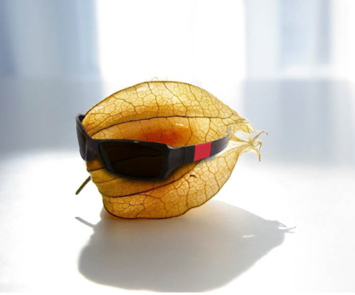 This is a tomatillo / husk cherry / husk tomato wearing sunglasses. Another controversial fruit-vege