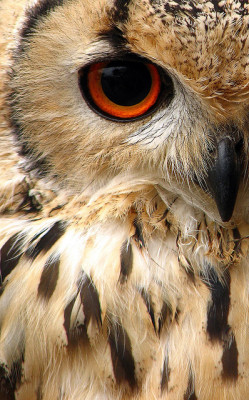 Evocativesynthesis:   Indian Eagle Owl 