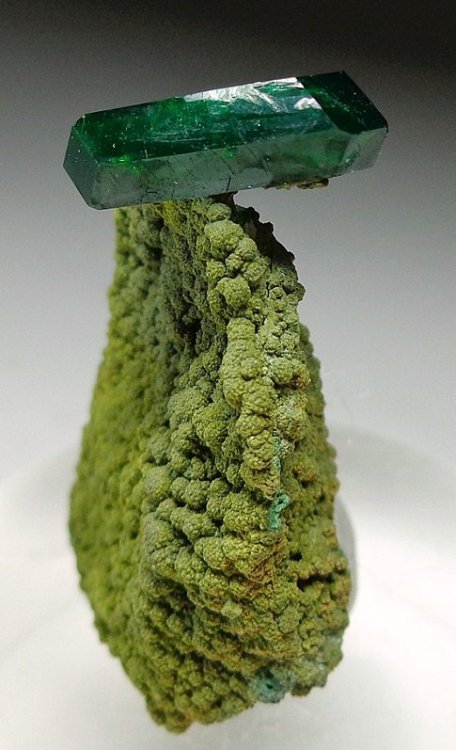 history-and-mystery:dioptase on mottramite, Namibia