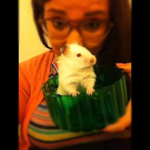 My lil nigga 🐹 #hamster  (Taken with Instagram) porn pictures