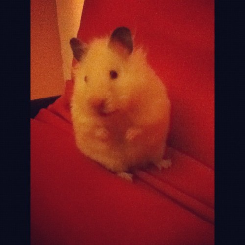 Thick White Girls Only #hamster #bigbootybitches #thickgirls #fatbottomedgirls #whitegirl  (Taken with Instagram)