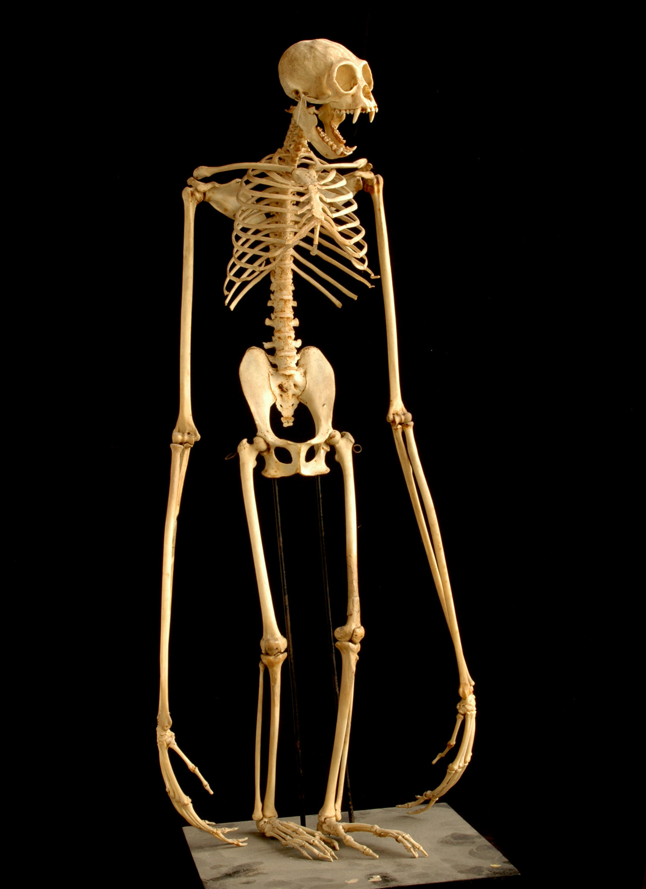 phoneus:  abstractbody:  gibbon skeleton  hey gibbon - okay, I’m gonna ask you