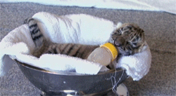 where-is-my-top-hat:  bondandsoul:  kevoutin:  A baby tiger being taken care of and washed up.  LOKKIT THE WITTLE BBY YOU ADORBLE PRECIOUS ANGEL  WHAT DO TIGERS DREAM OF 