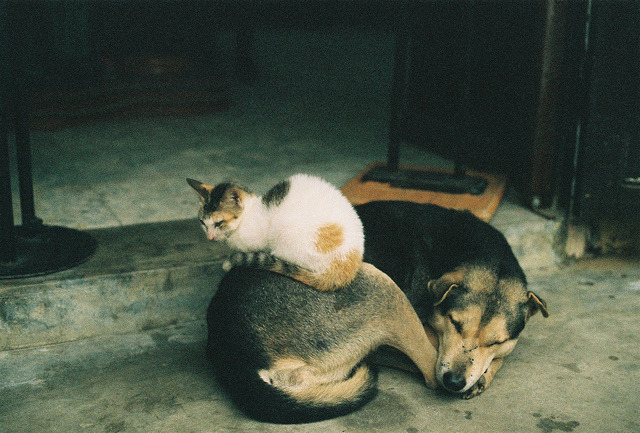 palides:  untitled by _aurore_ on Flickr. 