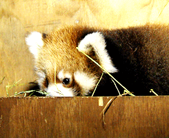 dailyanimals:[x]