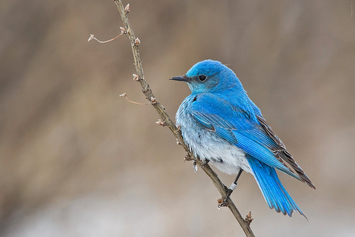 fat-birds:Mountain Bluebird Male by Raymond Lee Photography on Flickr.