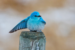 fat-birds:  Mountain Bluebird Male by Raymond Lee Photography on Flickr. 