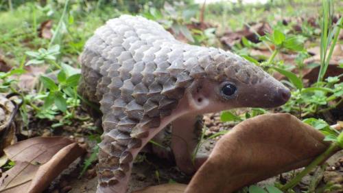 lickystickypickywe: A baby pangolin and an adult one. Habitat: throughout Africa and AsiaStatus