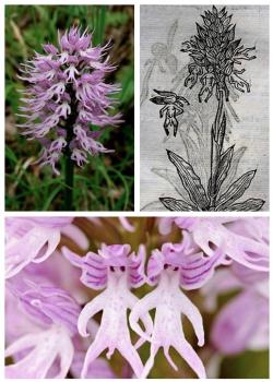 boysandmagick:*Naked man Orchid (Orchis italica)