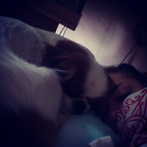 Good morning. ~ #dog #sleepingtime #sleepingdog #paparazzi #me #dog #puppy #instadog #wednesday #wed