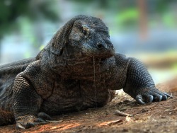 wild-heartedx:  beasts-of-prey:  earthsfinest:  “Super Gallant Pose” by Fajar Andriyanto Komodo Dragon (Varanus Komodoensis)  Look at that saliva. So is the bacteria theory vs. venom theory debate solved?  I didn’t know there was a debate. I’ve