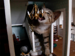 vixiefoxpaw:  tanku:  caturday:  Cat Terrorizing