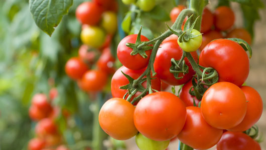 Tomato compound may cut men’s stroke risk
Data only shows an association between high levels of lycopene and lower risk levels of stroke, not cause-and-effect link.