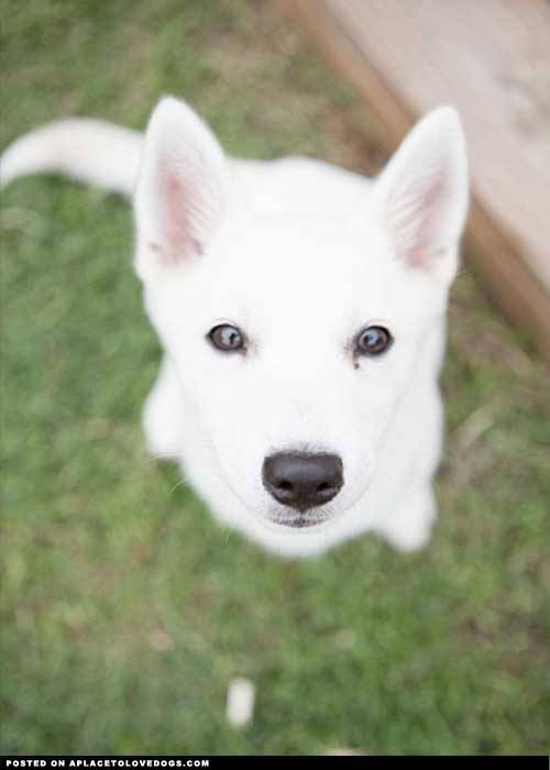 aplacetolovedogs:  Submitted by Richard D: Our baby girl that we rescued. She is currently 4 months old and we believe she is an American Eskimo mix Photo credit: tracynphotography  OMFG!! I WANT IT!!