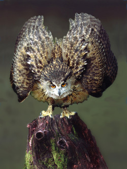 earthandanimals:  Eagle Owl. Photo by Ronald
