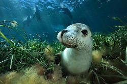 funkysafari:  Close up photograph by Davide