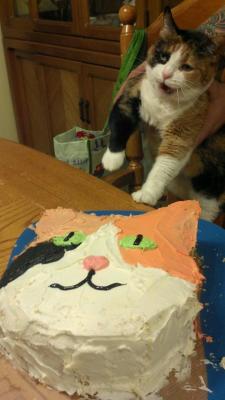 derpycats:  My friend made her cat, Bugg, a birthday cake shaped like her face for her 11th birthday.