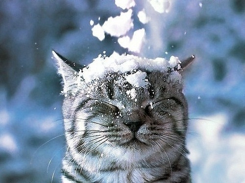Cutest Cats