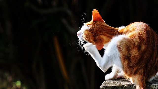 ((not actual cat porn))