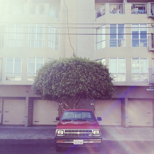 #soloparking | #strangetrees (Taken with Instagram)