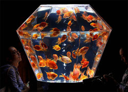 dearbuddha:  Art Aquarium Exhibition in Tokyo Visitors watch “kingyo,” or goldfish, swimming in a polyhedral aquarium on the opening day of the Art Aquarium Exhibition in Tokyo. The annual exhibition produced by Hidetomo Kimura was the collaboration