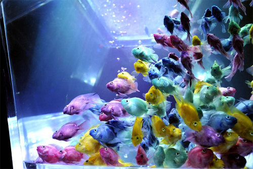 dearbuddha: Art Aquarium Exhibition in Tokyo Visitors watch “kingyo,” or goldfish, swimm