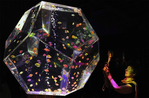 the-iridescence:Art Aquarium Exhibition in TokyoVisitors watch “kingyo,” or goldfish, sw