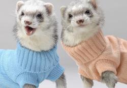 LIL FERRET SUITS!!!!!!!!!