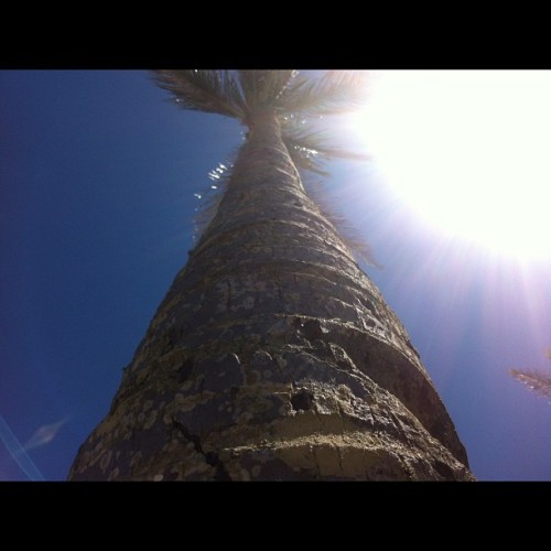 These trees follow everywhere I go #visalus #50statekidz #ig #ighub #igswag #igaddict #instagram #in