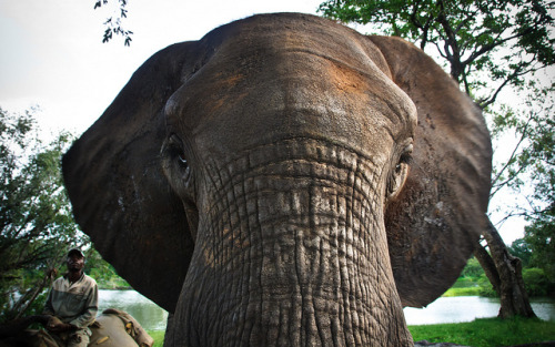 souls-of-my-shoes:  Elephant Close-Up | Matabeleland North, Zambia (by MichaelCook87 )  want more po