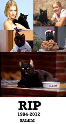 sandwormsspiceandeverythingnice:  holybat:  ohaitherelilly:  sheisplentytoughthankyouverymuch:  laughingwhiteraven:  piercing-whore:  There were two cats on the show and the one that was real died :( so sad  NOOOOOOOOOOOOOOOOOOOOOOOOOO MY FIRST SASSY