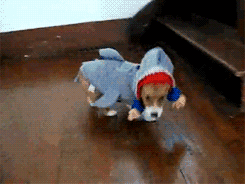 rraaaarrl:Shaaark [x]