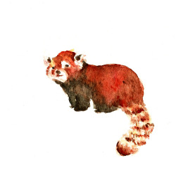 I’ve considered getting a red panda