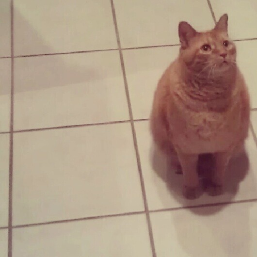 wetcatnoses:  My cat is a model.