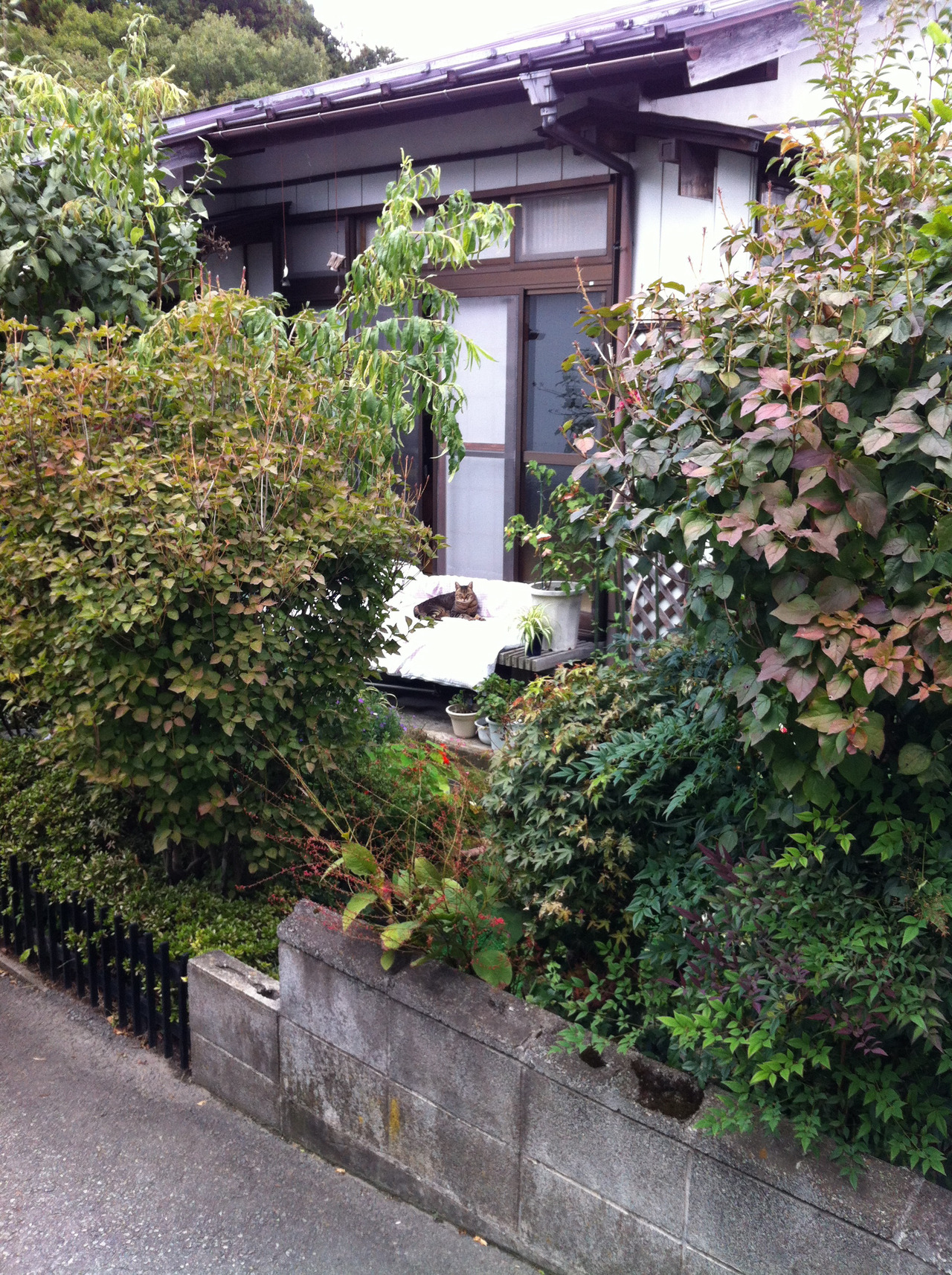 itsushi:  富士吉田 布団でくつろぐ猫 路地と道くさな日々雑感