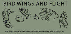 thehighborne:  pudrawsponies:  o artisanap:  aphexangel:  pwnypony:  supaslim:  here, have wings. Good Resources: Puget Sound Wing and Tail Collection (where all the wing images I used came from) Origin of Flight in Birds Animating Bird Flight (great