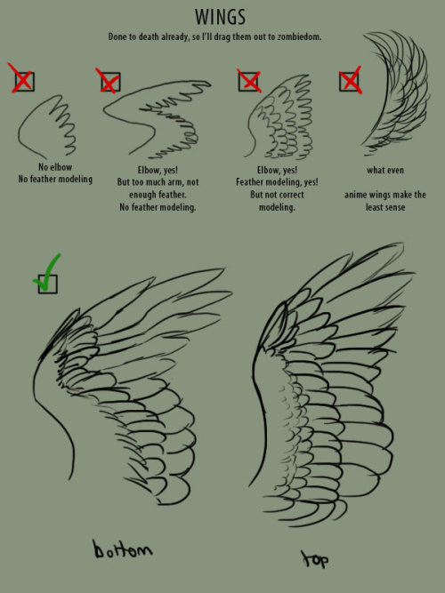 supaslim:  here, have wings. Good Resources: Puget Sound Wing and Tail Collection (where all the wing images I used came from) Origin of Flight in Birds Animating Bird Flight (great resource for ALL artists) Faces 