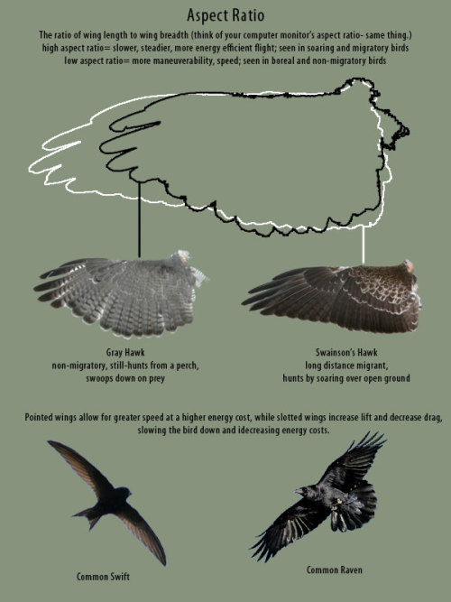 supaslim:  here, have wings. Good Resources: Puget Sound Wing and Tail Collection (where all the wing images I used came from) Origin of Flight in Birds Animating Bird Flight (great resource for ALL artists) Faces 