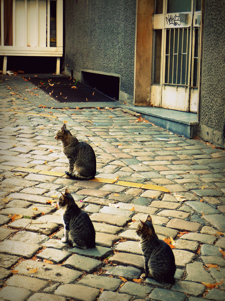 mariusu:  Dad and Two Teenage Cats (by freyavev)