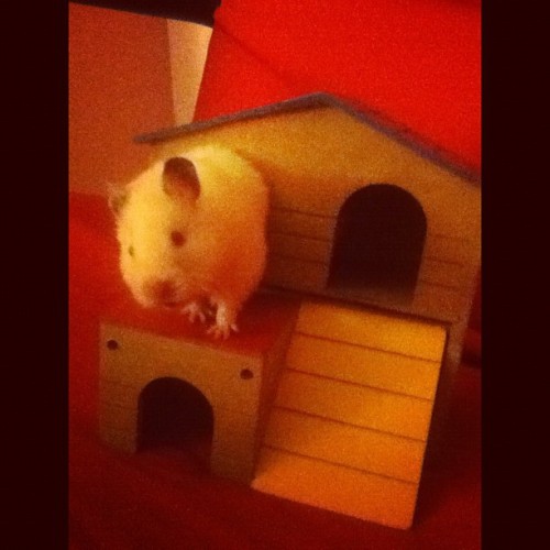 XXX You got something to say to me ? 🐹🏡 photo