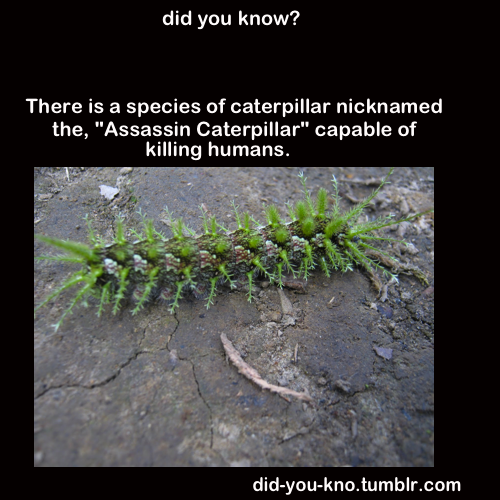 did-you-kno:  Source