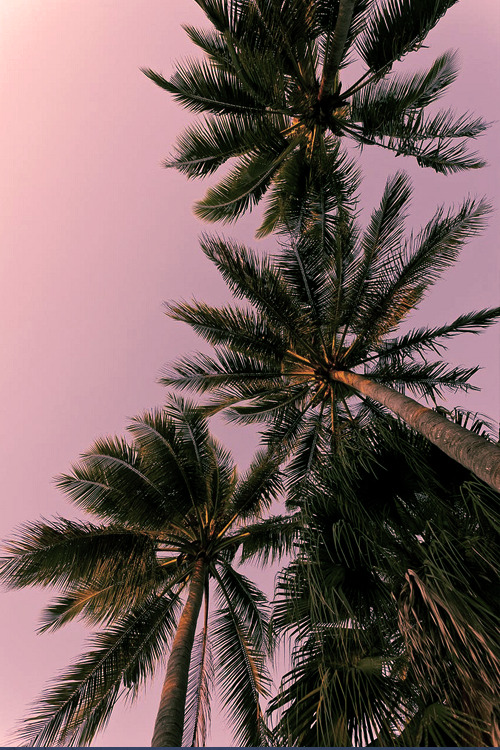 XXX areulivingthelife:  House music and palm photo