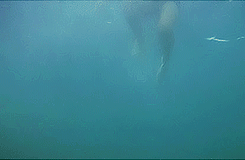 captainwarbuckle:  31 Days of Horror » Film 12: Jaws (1975) 
