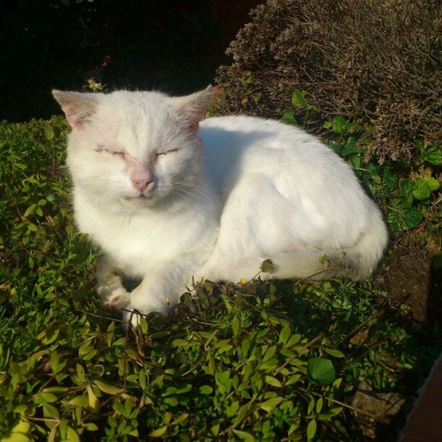 Let me introduce my oldwst cat, Snowfluff. He is 9 yrs old, a real rambo. (: #cat #catstagram #insta