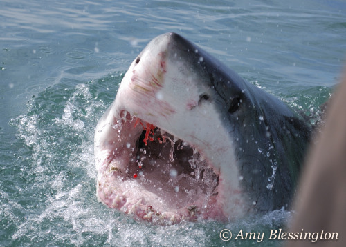 swimmingindisbereef:sharkwoman:Great White Shark, Mosselbaai, South Africa.Note from the photographe