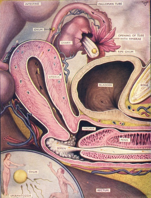 moshita:  The mystery of fecundation from the Illustrated Birth Control Manual, Valeria Hopkins Parker M.D., Cadillac Publishing Co., 1957 amazon 