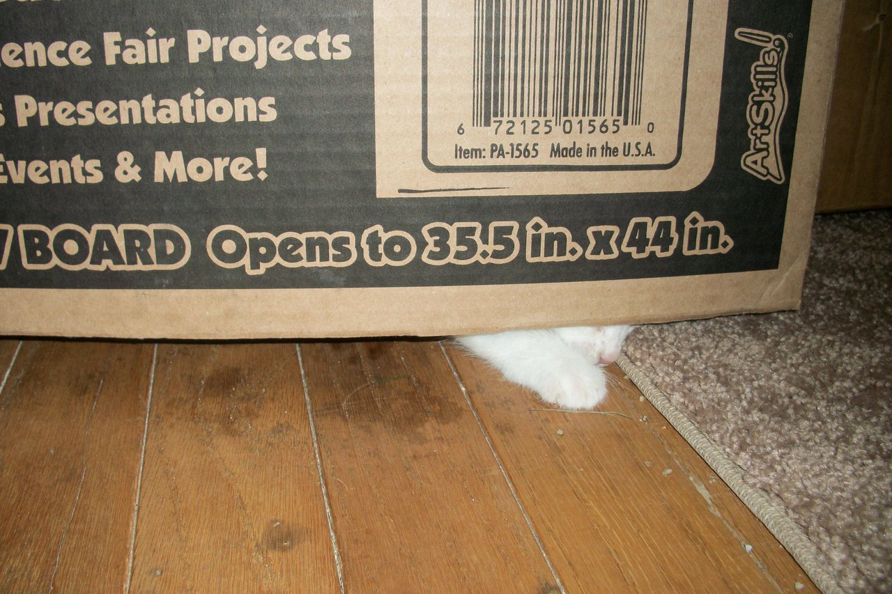 getoutoftherecat:  move it cat. you are not going to win me the blue ribbon at the