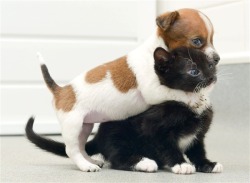 today:  8 photos of a puppy and a kitten who think they’re sisters It’s like they know how cute they are… 